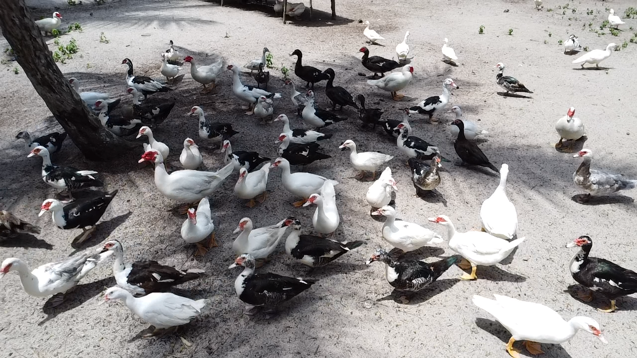 Ambition : leader de la production de canard en Côte d’Ivoire